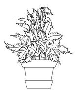 観葉植物
